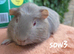 Tow beautiful female guinea pigs