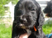 Delightful Cockerpoo Puppies for sale to good forever home