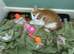 Kittens for sale lovely colours male female ready for there for ever home