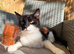 Beautiful little girl needs a loving home