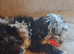 Gorgeous mini sheepadoodle merle puppy
