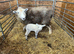 2 year old Herdwick ewe with Blue Texel ewe lamb at foot Llandysul