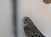 Bw/ bf budgies