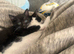 Beautiful little kittens READY NOW