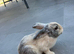 4 girls mix lop
