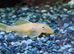L144 blue eyed lemon plecos