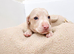 Rare Pink puppies