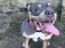 American pocket bully