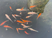 koi for sale starting at &pound;10