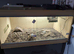 Horsefield tortoise 6 yr old with viv