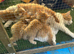 Gorgeous  Norwegian forest  x kitten