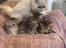 Chinchilla Persian kittens , doll face