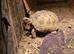 Horsfield tortoise and set up