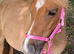 Stunning Red Dun Shetland Mare For Sale