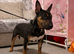 Black tri miniture bull terrier