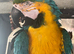 Very Large Blue & Gold Macaw &ndash; &pound;1,800