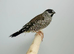 Plum-headed Finch