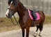 Section D, 15.1hh, Bay Mare, 5yr old