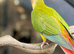 Tame green cheek conures