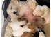 Jack Russell puppies