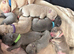 Olde English bulldog cross puppies for sale.