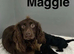 Maggie adorable litter of 3 puppies ready now