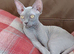 Sphynx Female