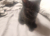 Playful gorgeous mixed breed kittens