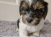 Yorkshire Biewer Terrier Puppies
