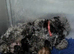 Cavapoo puppies - READY NOW!