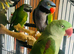Baby Derbyan and Alexdrain Parrot