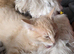 Maine Coon x Ragdoll kitten