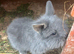 Baby rabbits for sale