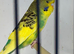 Boy and girl budgie