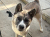 4 year old female Akita