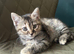 Bengal x British shorthair