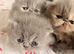 Stunning Persian Kittens
