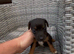 Miniature jack russell