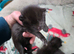 Mixed breed kittens