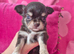 Chihuahua male