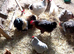 mixed Breads chicken