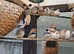 Zebra finch for sale