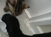 3 kittens on sale £100 each