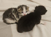 Adorable Bengal-Mix Kittens - Mum is Half Bengal!