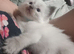 Ragdoll kitten (pure lilac point)