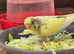 Beautiful young budgie