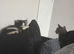 3 Female Cats (FREE)