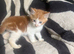 Kittens looking for their forever homes