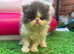 Adorable Persian kittens