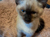Ragdoll x kittens